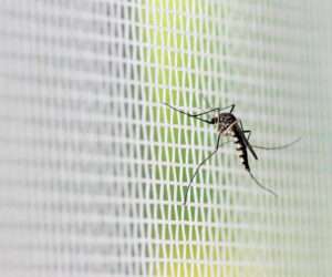 7 Different Types of Mosquito Nets for Windows