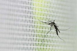 Close-up of two mosquitoes on a white mesh screen, illustrating mosquito net effectiveness for windows.